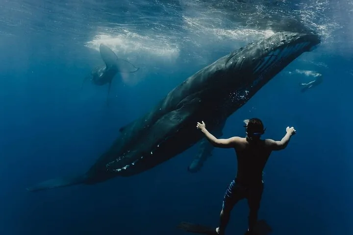 Snorkeler with arms spread facing a large humpback whale, another whale behind