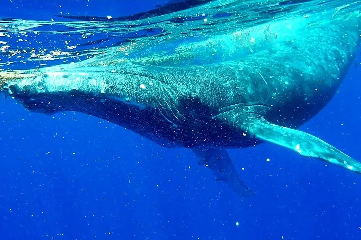 Humpback whale gliding just under the surface with a pectoral fin extended
