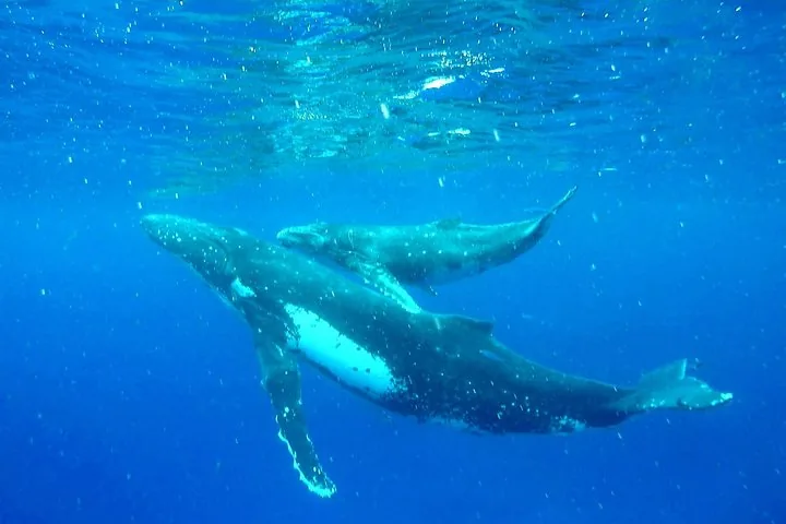 Humpback mother and calf swimming together in clear blue water