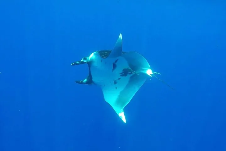 Manta ray with its mouth open swimming in open blue water