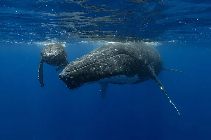 Tahiti Humpback Whale Watching (4 Hours)