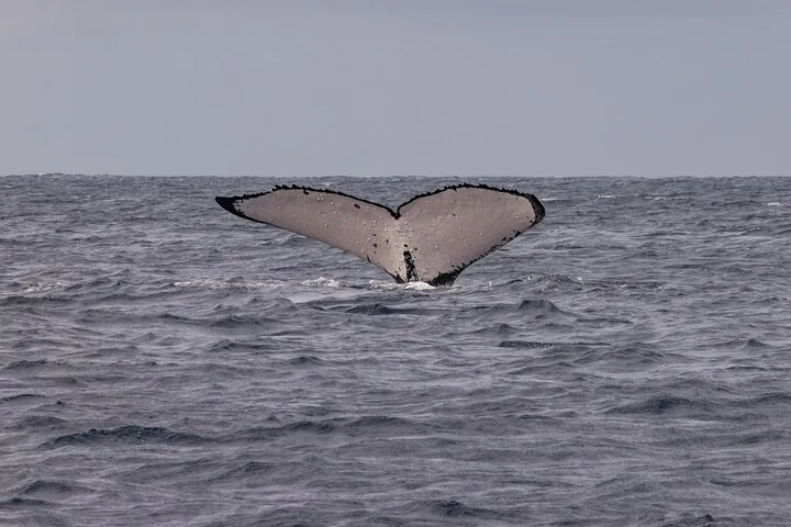 Humpback whale tail flukes rising above a grey sea