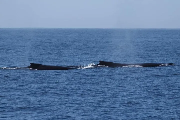 Two humpback whales surfacing side by side in the open ocean