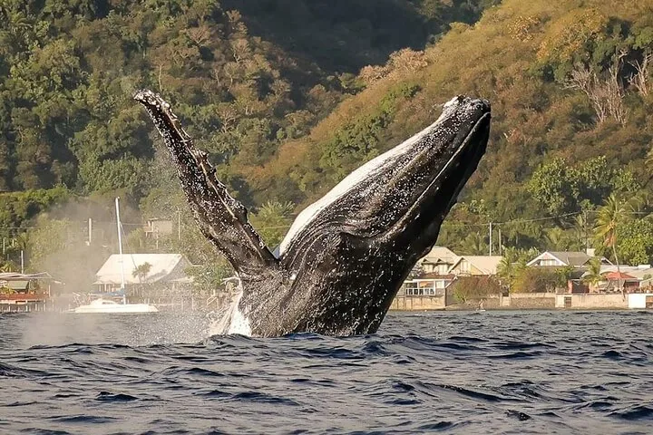 Humpback whale breaching close to a green coastline lined with houses