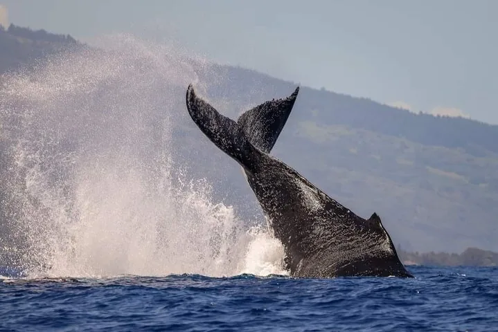 Humpback whale tail slapping the water with spray flying