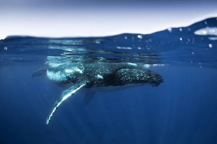 Humpback whale resting just below the surface in deep blue water, pectoral fin extended