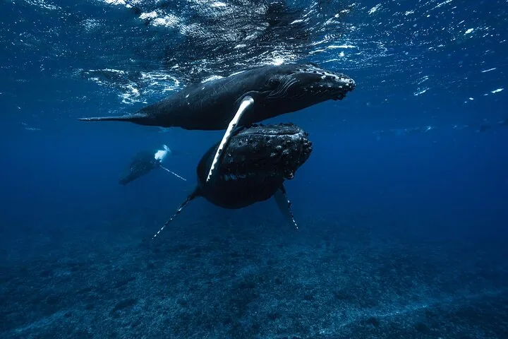 Humpback mother and calf swimming over a reef slope, with a third whale in the distance
