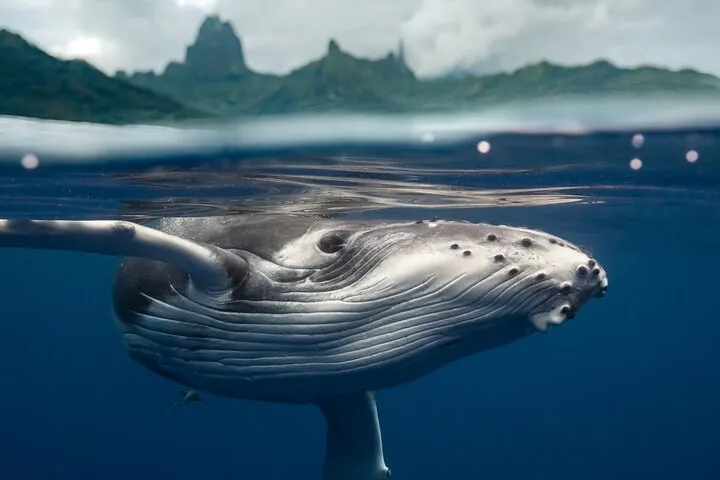 Split view of a humpback calf at the surface with Moorea's jagged peaks behind