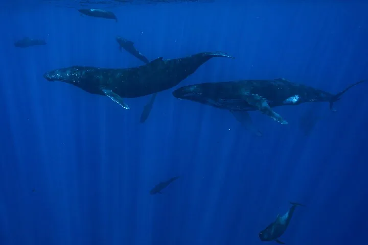Two humpback whales swimming through sunlit blue water with smaller dark cetaceans around them