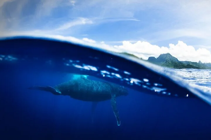 Split view of a humpback below the surface off Moorea's green mountains