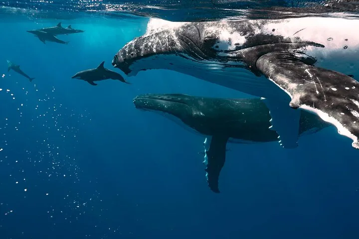 Moorea Whale Watching for 6 People (Half Day)