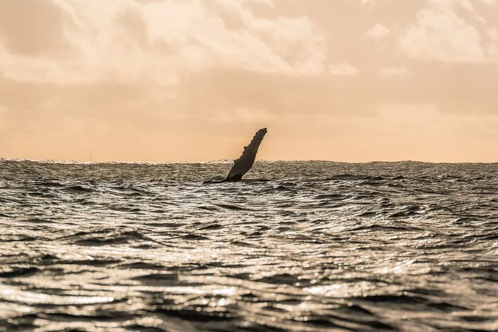 Humpback pectoral fin raised above a choppy ocean in golden evening light