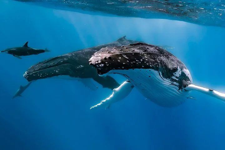 Humpback whale pair with a dolphin swimming ahead in blue water