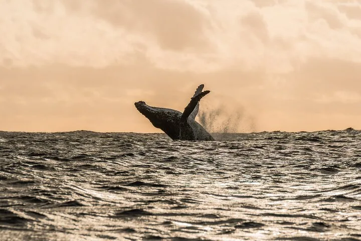Humpback whale breaching above a rough sea under a hazy sky