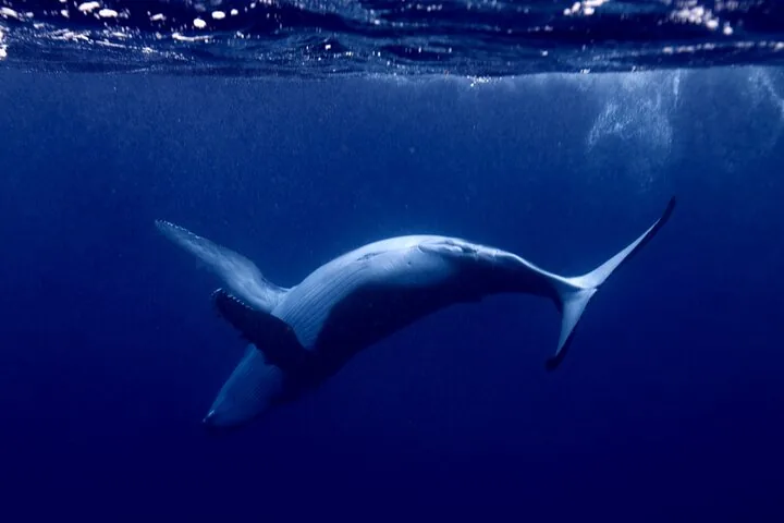 Humpback whale rolling on its back in deep blue water