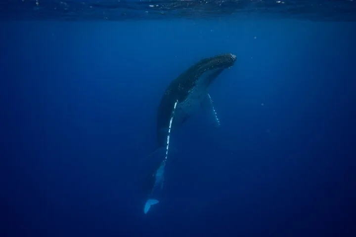 Humpback whale rising vertically toward the surface in deep blue water