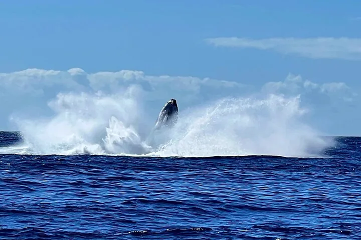 Humpback whale breaching in a burst of white spray on the open ocean