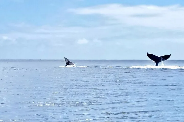 Two humpback tails lifting above the open ocean as the whales dive