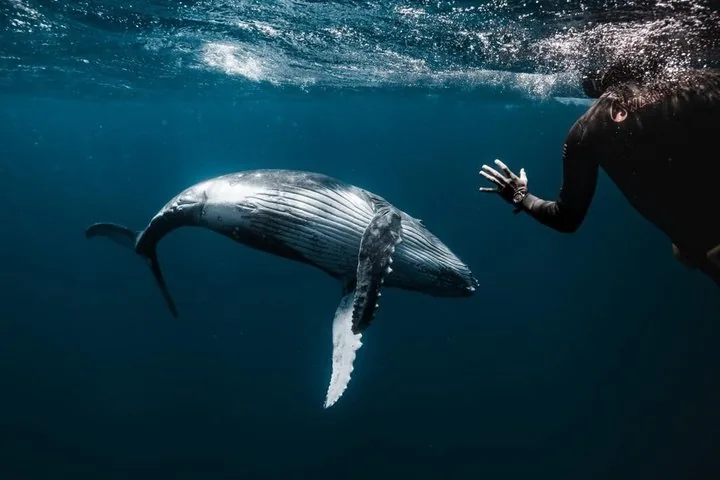Snorkeler in a wetsuit watching a humpback whale swim past underwater