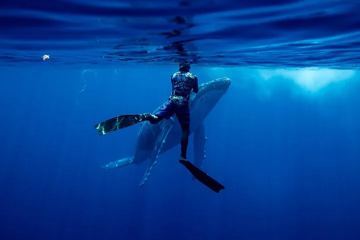 Snorkeler with long fins at the surface above a humpback whale