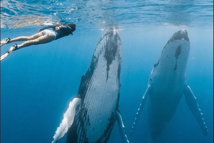 Snorkeler at the surface beside two humpback whales hanging vertically