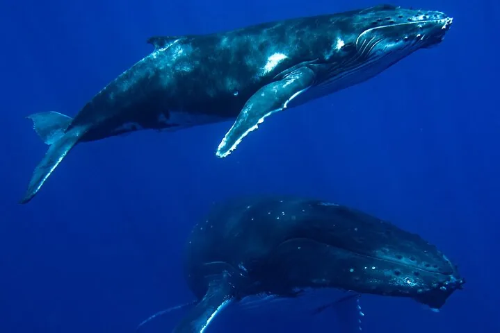 Two humpback whales swimming one above the other in deep blue water