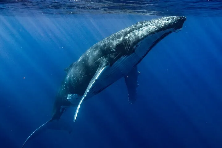 Humpback whale swimming through sunbeams in deep blue water
