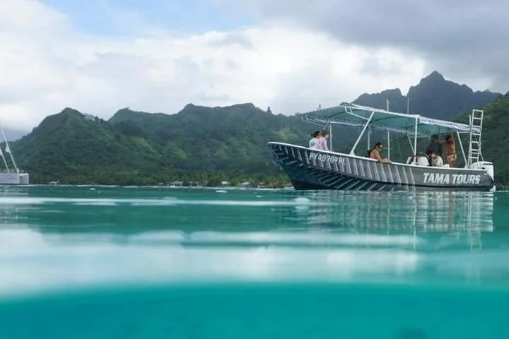 Moorea Half-Day Humpback Whale Encounter (Tama Tours)