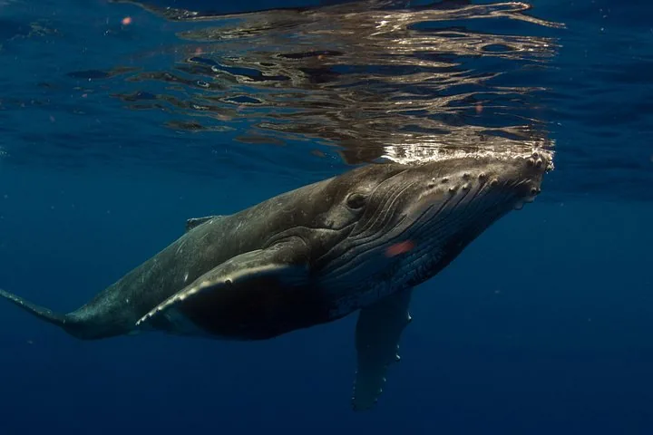 Humpback whale calf rising toward the surface in deep blue water