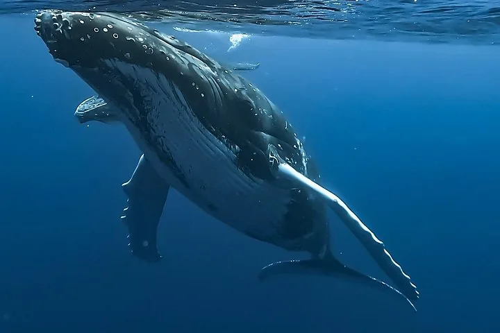 Moorea 4-Hour Private Humpback Whale Encounter (Tama Tours)