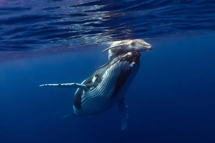 Humpback calf at the surface swimming close over another whale