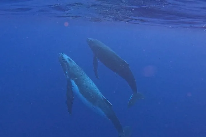 Two humpback whales swimming side by side in deep blue water