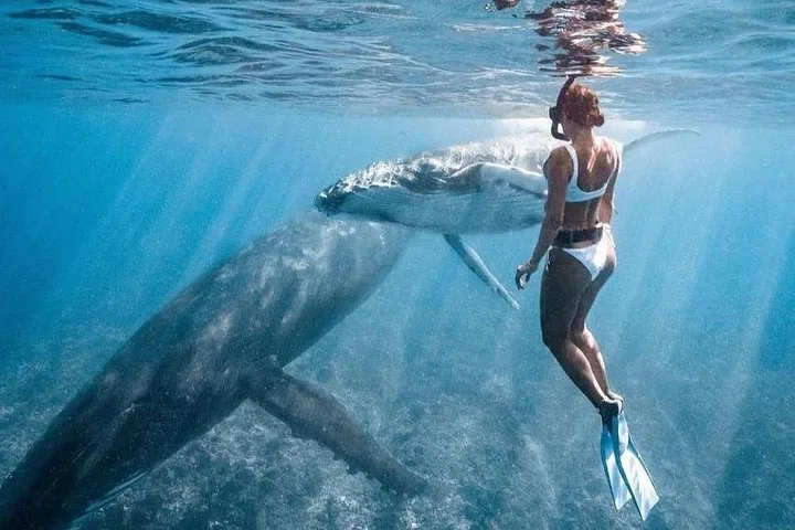 Swim with Humpback Whales in Moorea (Moorea Moana Tours)