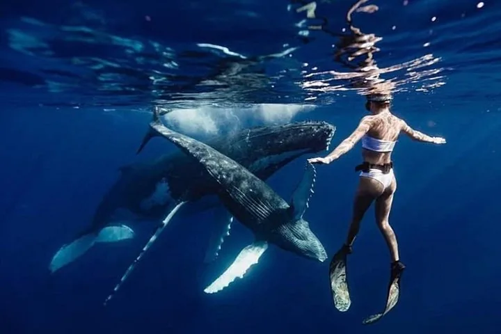 Snorkeler at the surface beside two humpback whales in deep blue water
