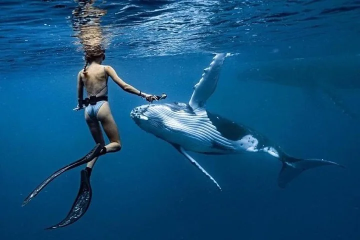 Snorkeler filming a humpback calf swimming past in blue water