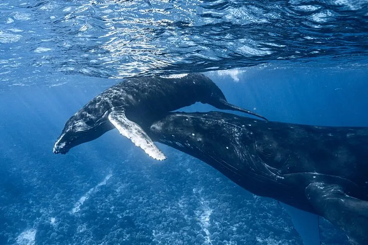 Humpback calf swimming over its mother's back near the reef