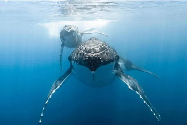Humpback mother swimming toward the camera with her calf above
