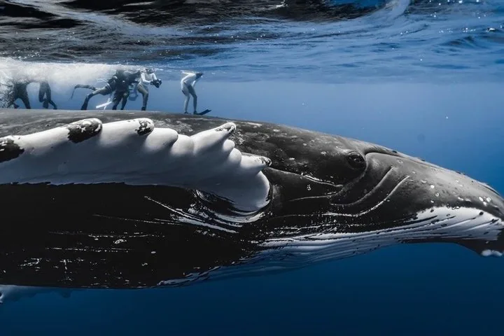 Tahiti Small-Group Whale Watching and Swim Tour