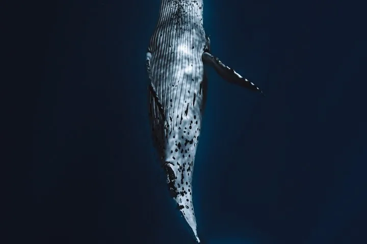 Humpback whale diving head-down into dark water, seen from above