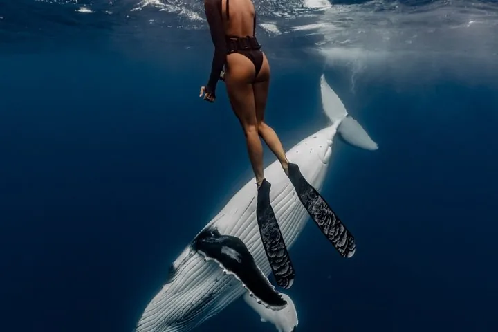 Snorkeler in fins at the surface above a humpback whale swimming below