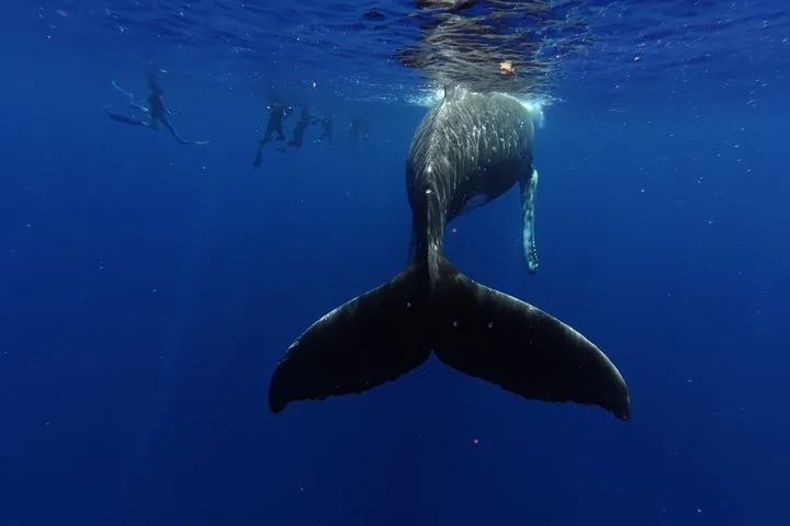Humpback whale with tail flukes spread and a line of snorkelers at the surface