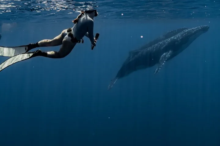 Snorkeler with a camera diving toward a humpback whale in deep blue water