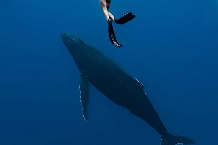 Swimmer's fins at the surface above a humpback whale gliding below