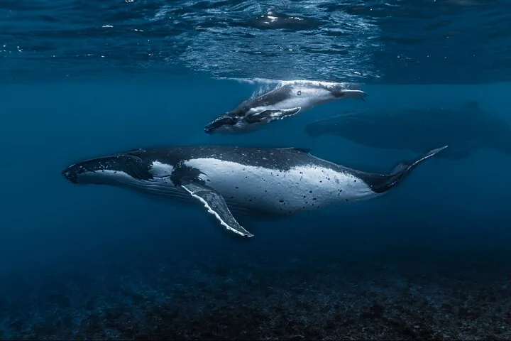 Humpback calf swimming above its mother in deep blue water
