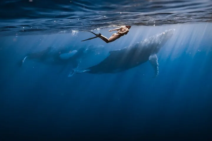 Swimming with Whales in Moorea (Moorea Expedition)