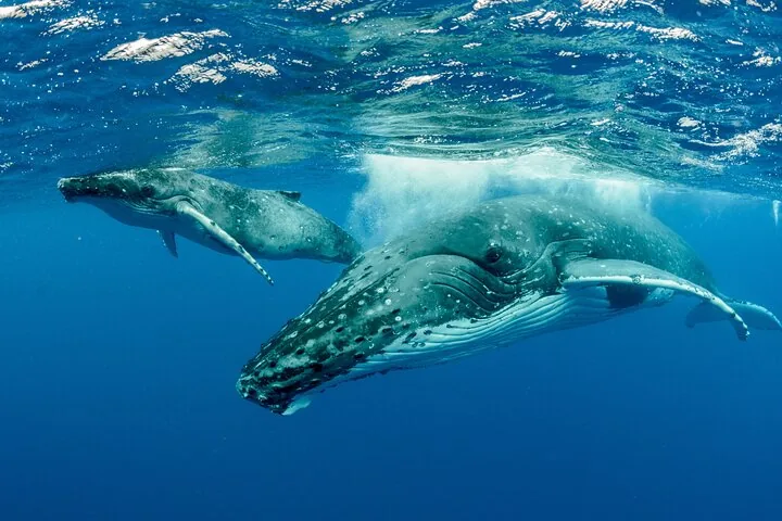 Humpback mother and calf swimming side by side just below the surface
