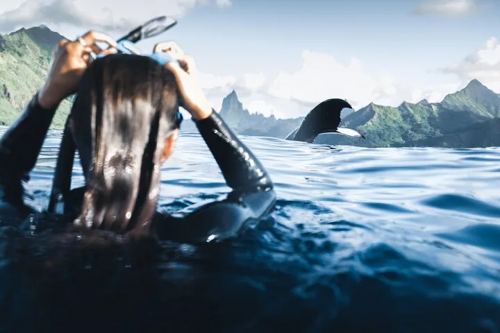 Snorkeler in a wetsuit lifting her mask as a humpback tail dives near Moorea's peaks