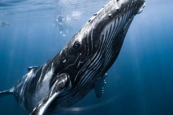 Close view of a humpback's head and pectoral fin, with snorkelers at the surface behind
