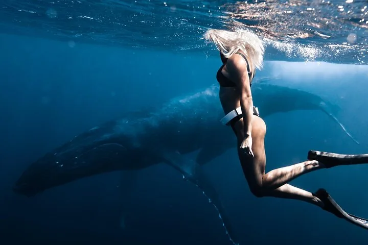 Snorkeler in fins at the surface beside a large humpback whale below