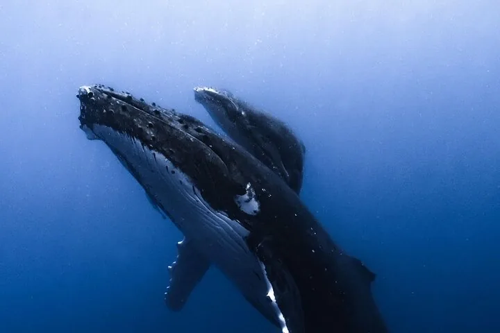 Humpback whale and calf rising together through blue water